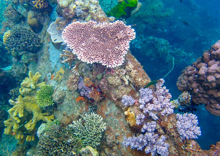 The world Underwater, Philippines